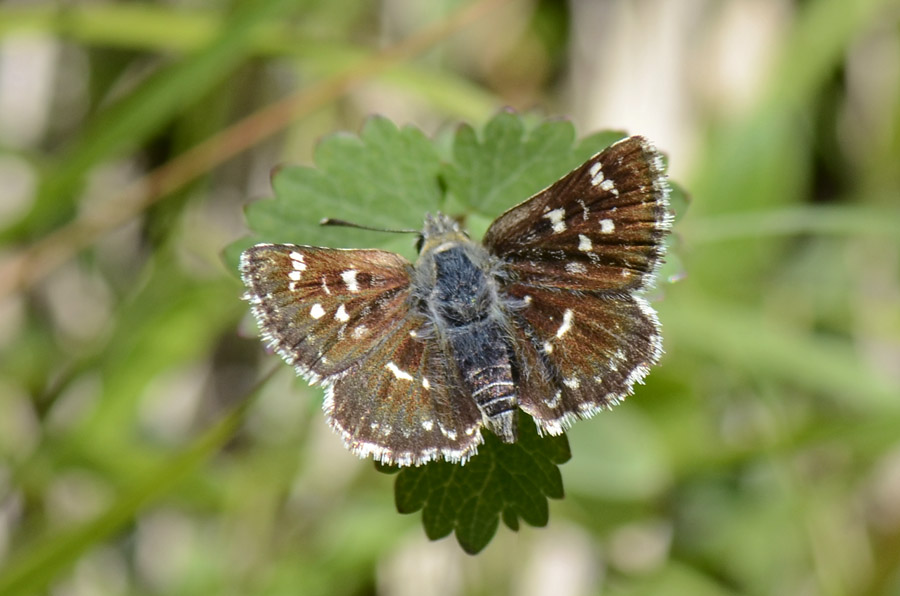 Spialia sertorius? - Spialia sertorius